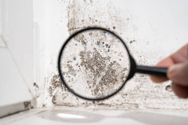 Best Black Mold Removal  in USA